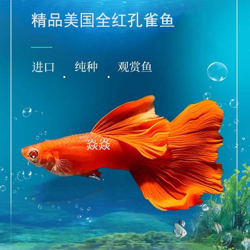 孔雀鱼精品美国全红稀有进口淡水鱼凤尾鱼小型热带观赏鱼热销纯种