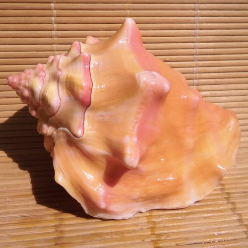 天然大海螺贝壳胭脂螺  家居橱窗摆件 鱼缸水族造景装饰 恋人礼物