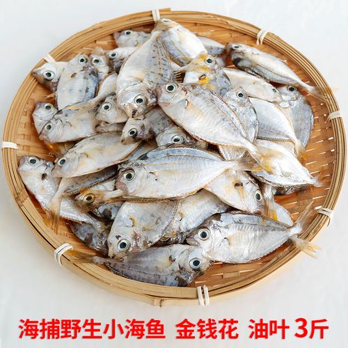 福建特产海捕油叶鱼叶子鱼海鱼鲜活当天捕捞新鲜小海鱼金钱鱼潮汕