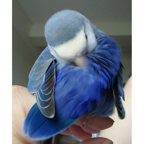 gf合法亲人手养牡丹鹦鹉日本桃宠物鸟观赏鸟爱情鸟 紫色 普通紫罗兰