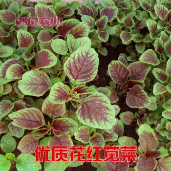 花红种子紫红叶绿叶种籽农家菜园种植春季蔬菜种 【京苋三号】袋装25