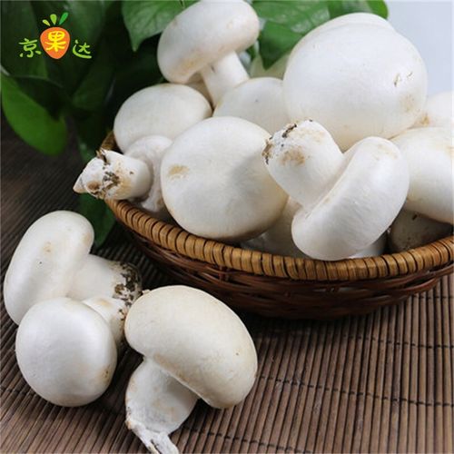 新鲜口蘑双孢菇白蘑菇时令蔬菜煲汤烧烤食材 1000g