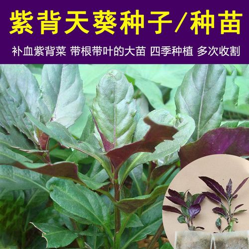 补血紫背菜阳台盆栽四季蔬菜观音菜苗血皮菜补血菜紫背天葵种籽