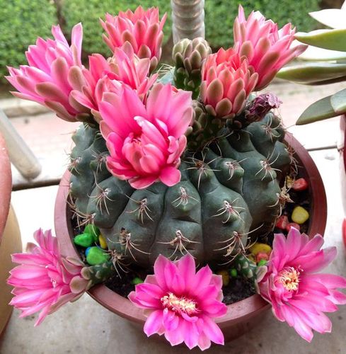 绯花玉盆栽 开花的仙人球盆栽实生多肉植物办公室内桌面花卉绿植