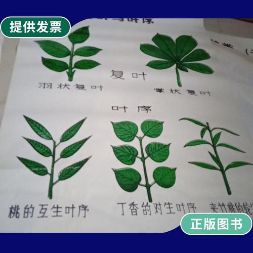 【二手9成新】教学挂图 复叶与叶序