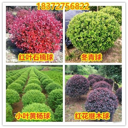 红叶石楠球形红花檵继木球瓜子大小叶黄杨金森女贞冬青海桐茶梅球