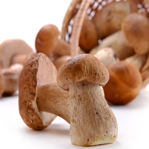 【顺丰空运】冷冻美味牛肝菌500g 云南特产新鲜速冻生牛肝菌 深山菌