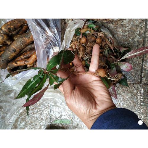 伟博搜山虎500克 贵州省中草药 万年杷 山洋芋 高原地产【嘉万滋补品