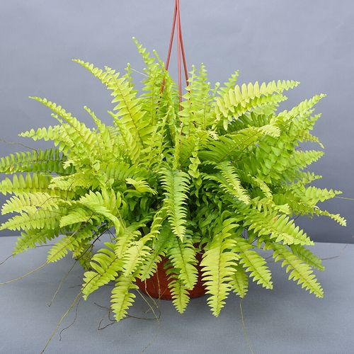 22波士顿蕨盆栽肾蕨花卉蕨类植物吸甲醛净化空气耐阴s室内办公室