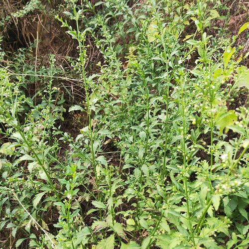 特价秒杀新鲜潮汕冰糖草野甘草深山野外野生节节珠子草500克四时