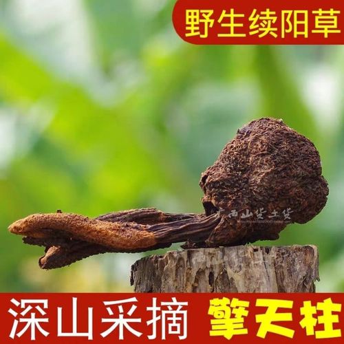 野生续阳草正品中药草回春草顶天柱男士滋补保健泡酒料500g100g