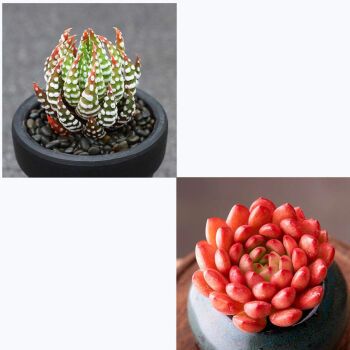 鹰爪硬叶十二卷多肉植物新手组合配盆办公室桌面绿植花卉小盆栽 【爪