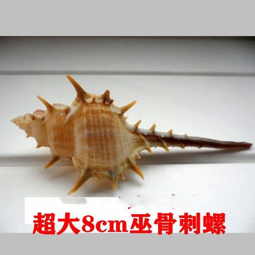 海螺贝壳 巫骨螺 刺螺 鱼缸/家居摆件 寄居蟹替换壳