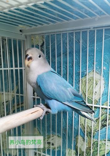 家庭手养牡丹鹦鹉 蓝闪(普通) 性别母 脚环078 50天左右