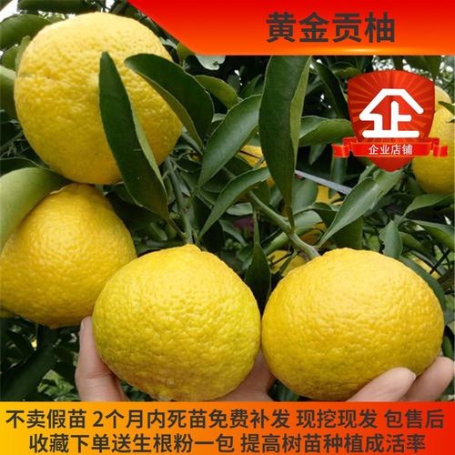 黄金贡柚柑橘苗象山青橘子树苗 春香桔柚 超甜手剥小柚子甘甜脆爽