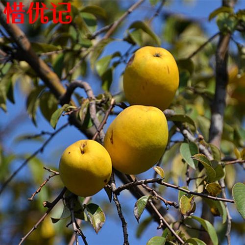 木瓜苗 木瓜树苗 木瓜海棠果 盆栽地栽南方北方种植木木瓜树苗 树苗 5