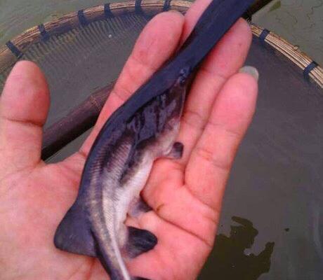 8/尾  鸭嘴鱼鱼苗批发