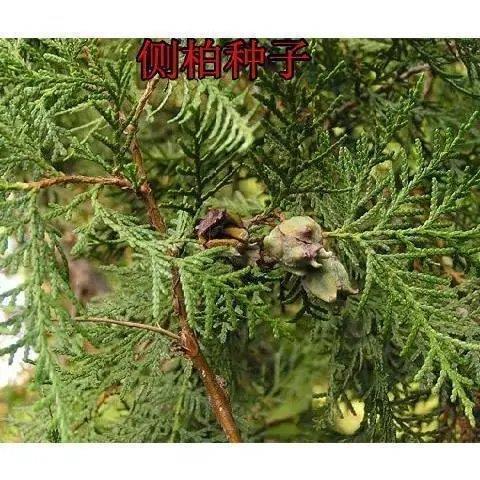 新采侧柏种子 林木种子野生侧柏籽 柏树籽侧柏树种子 侧柏果实