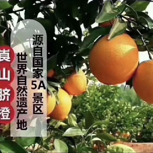 崀山脐橙色泽橙红风味酸甜富有香气营养丰富男女老少孕妇爱