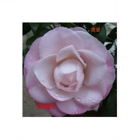 顺丰【愿望】心愿茶花稀少名贵品种粉色系室内外观花观叶绿植花卉