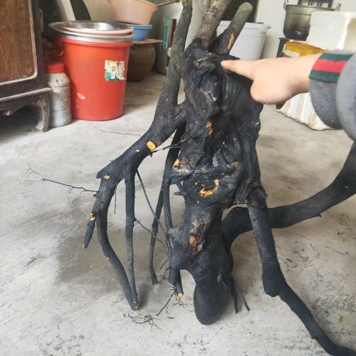 金弹子下山桩金弹子盆景树桩金弹子野生老桩