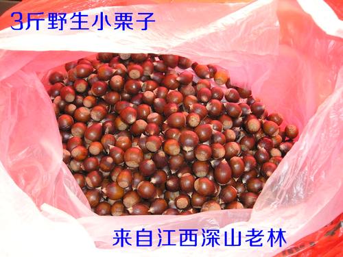 板栗生新鲜野生现摘生栗子生板栗农家锥栗油栗小板栗3斤毛栗子