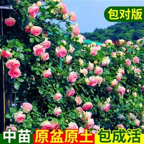 2021开花藤本庭院盆栽植物月季浓香爬藤玫瑰阳k台四季