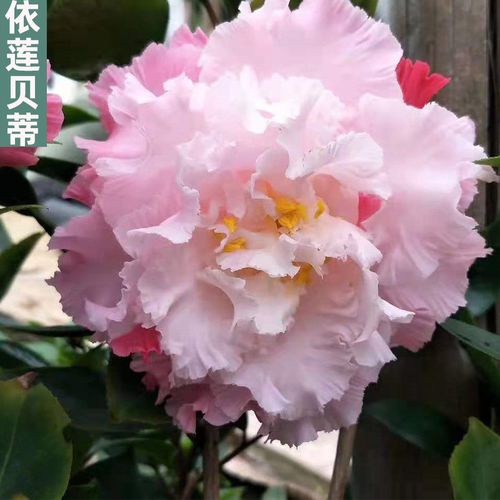 依莲贝蒂茶花 爱兰丝贝蒂 稀有进口名贵树苗品种盆栽带花苞永福建