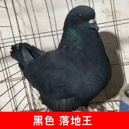 【京选推荐】鸽子活物一对特大型肉鸽苗落地王青年元宝纯种观赏宠物鸟