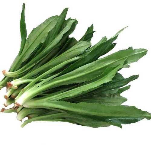 云南野生大香菜野芫荽傣味新鲜香菜缅甸刺芫荽养洋芫荽大芫荽包邮