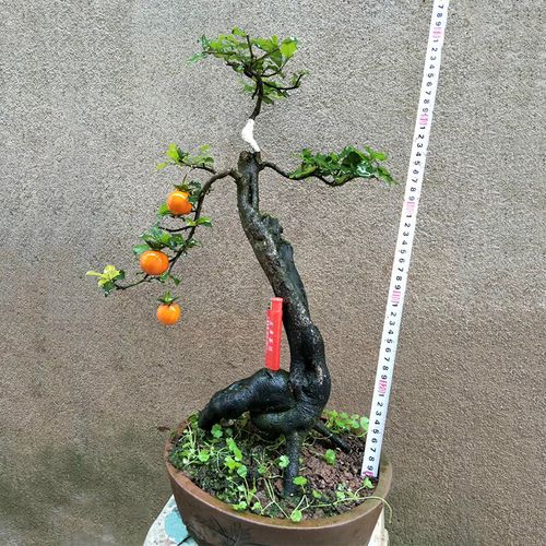 四川金弹子盆景树桩熟原生桩母带果疙瘩怪根金弹子老桩盆栽带果12