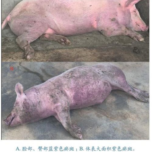 【非瘟清】非洲猪瘟预防药非洲猪瘟克星非洲猪瘟药预防非瘟清