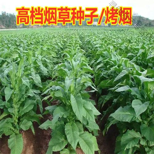 种子 云烟87烤烟种云烟99云烟100四季种 烟叶种子 发芽高 云烟87烤烟