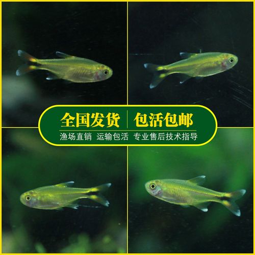 鱼缸新手鱼迷你灯鱼灯科鱼热带鱼观赏鱼群游小型草缸混养鱼包邮