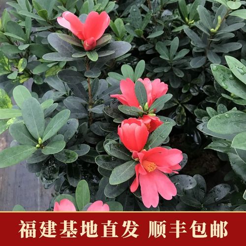 顺丰四季杜鹃红山茶山茶花盆栽花卉植物室内花带花苞庭院树苗名贵