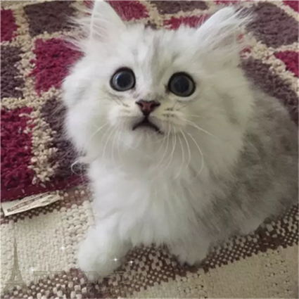 金吉拉幼猫金吉拉猫纯种家养幼猫长毛猫纯种金吉拉宠物猫活体p