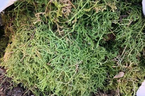 5/公斤  干货伸筋草,狮子草