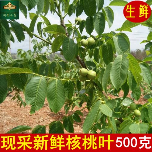 新鲜核桃叶500克包邮 干货核桃树叶 野生山核桃青核桃