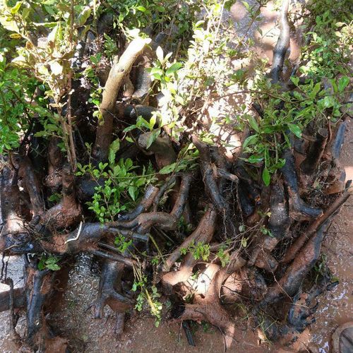 金弹子树桩盆景黑塔子老桩盆景两年熟桩母桩公桩【5月1日发完】