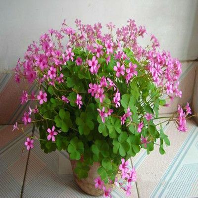 庭院地被植物 红花酢浆草苗 红花草 三叶草苗 幸运草