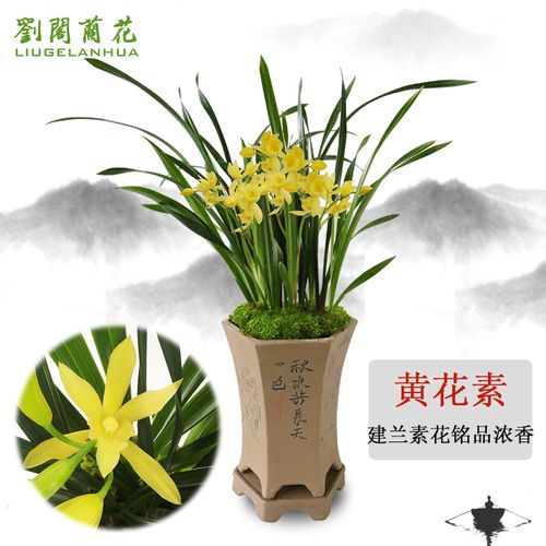 刘阁兰花 建兰黄素心花铭品 黄花素夏带浓香花苞出售好养易活绿植花卉