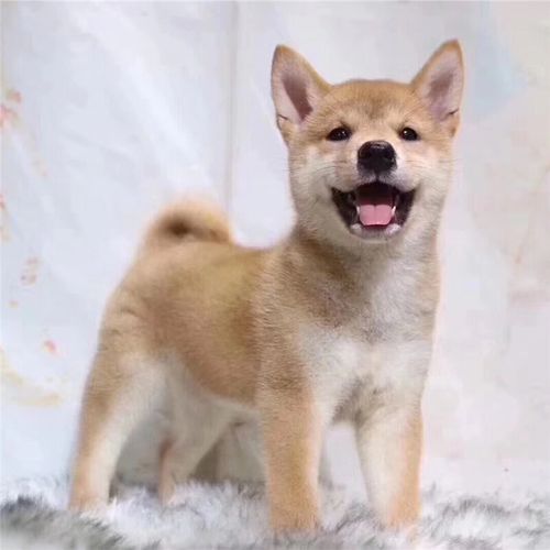 柴犬幼犬纯种小柴犬幼崽柴犬活体黑柴赤柴白柴犬豆柴幼犬宠物狗狗