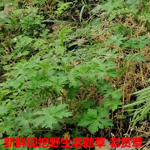 野生老鹳草新鲜生扯拢中药材五瓣花 老贯草五叶草 老官草500g包邮