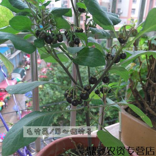 绿植盆栽苗木黑悠悠种子龙葵种子黑星星天天幽幽水果种子小燕悠花 黑