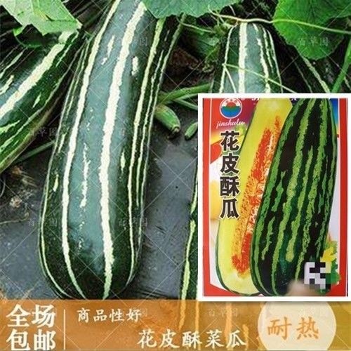 【花皮酥菜瓜种子】黑皮烧瓜酥瓜种子花皮菜瓜梢瓜四季播蔬菜种子