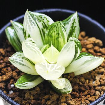 琥珀玉露多肉植物盆栽稀有品种贵货批发十二卷肉肉新手套餐组合 宝草