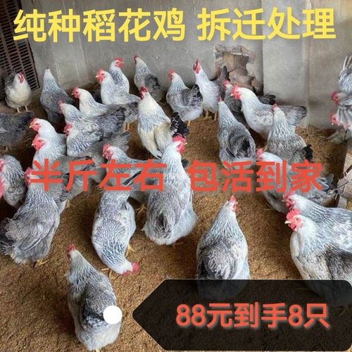 散养稻花鸡活体白芦花鸡产蛋鸡活鸡彩凤观赏鸡土鸡活体包活到家