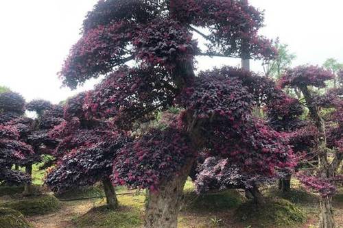 0/棵 红花继木造型树  精品红花继木桩,造型红继木,产地直销, 大