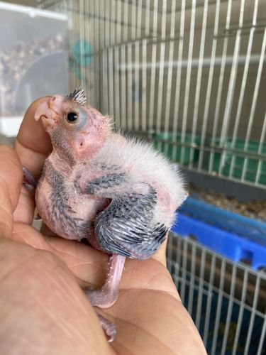 自家繁殖玄凤鹦鹉手养亲人半毛金冠白面珍珠古铜黑牛派特广东清远