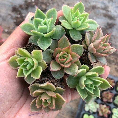 多肉植物精品杂交品种,冰绒,个体多,7颗一组,冠幅2-3厘米,拼盆美【3月